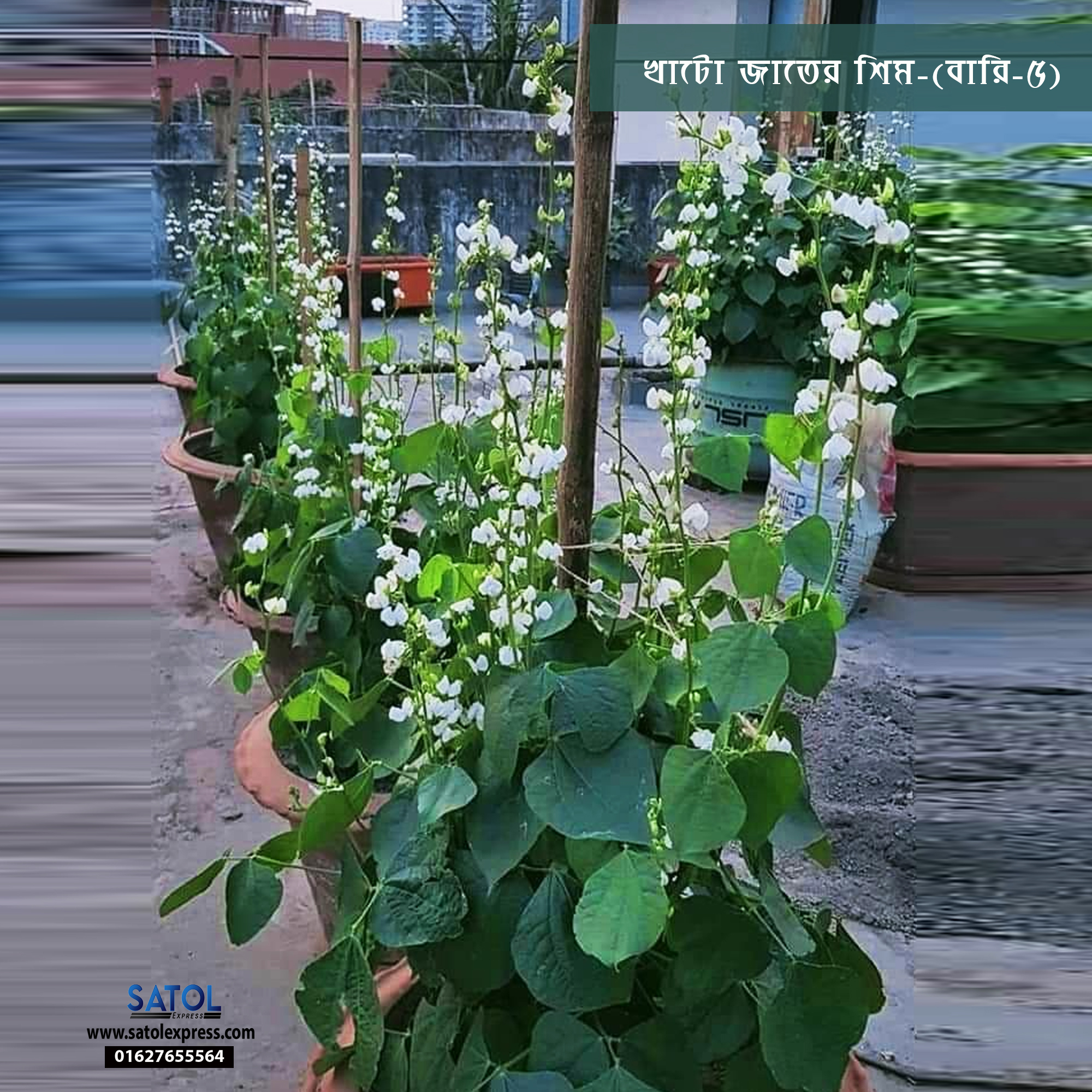 খাটো জাতের শিম -কেরেলা ( নন্দিনী সীম)